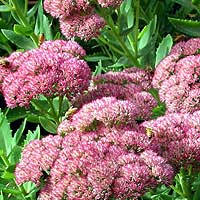 Sedum - 'Autumn Joy' (Stonecrop)