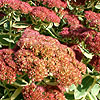 Sedum telephium - Autumn Charm