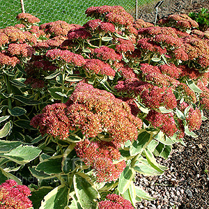 Sedum telephium - 'Autumn Charm'