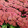 Sedum - herbstreude - Sedum