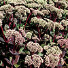 Sedum telephium - Madona