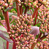 Sedum - Munstead Red - Stonecrop, Sedum