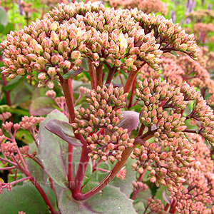 Sedum - 'Munstead Red' (Stonecrop, Sedum)