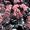 Sedum - Purple Emporer - Stonecrop, Sedum