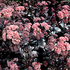 Sedum - 'Purple Emporer' (Stonecrop, Sedum)