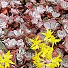 Sedum  spathulifolium - Purpureum - Stonecrop, Sedum