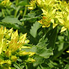 Sedum selskianum - Stonecrop, Sedum