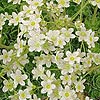 Saxifraga Southside Seedling - Saxifrage