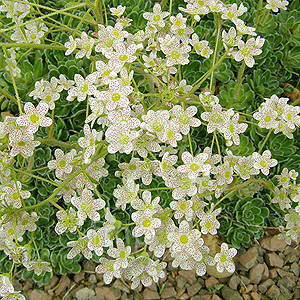 Saxifraga 'Southside Seedling' (Saxifrage)
