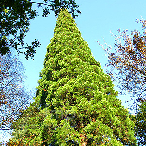 Sequoiadendron giganteum
