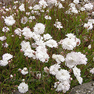 Silene alpestris - Flore Pleno