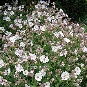Silene maritima - Rosea