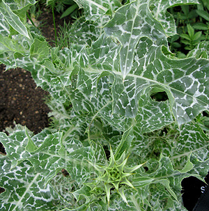 Silybum marianum