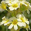 Sisyrinchium striatum - Aunt May