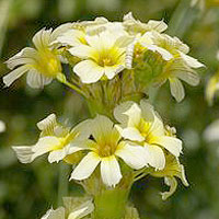 Sisyrinchium striatum - 'Aunt May'