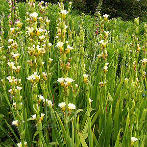 Sisyrinchium striatum