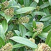 Skimmia Kew Green - Skimmia