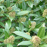 Skimmia 'Kew Green' (Skimmia)