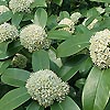 Skimmia - Fragrant Cloud - Skimmia