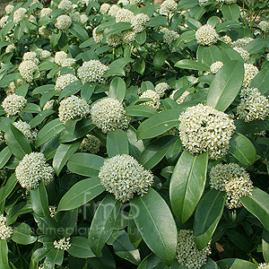 Skimmia - 'Fragrant Cloud' (Skimmia)