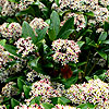 Skimmia Japonica - Ruby Dome - Skimmia