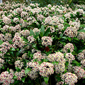 Skimmia Japonica - 'Ruby Dome' (Skimmia)