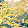 Solidago - Golden Wings - Golden rod