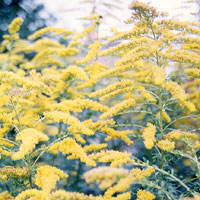 Solidago - 'Golden Wings' (Golden Rod)