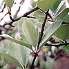 Sorbus aria - Whitebeam