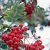 Sorbus aucuparia - Mountain Ash