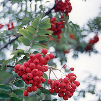 Sorbus aucuparia (Mountain Ash)