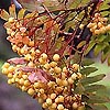 Sorbus - Joseph Rock