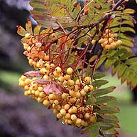 Sorbus - 'Joseph Rock'