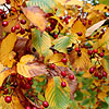 Sorbus alnifolia