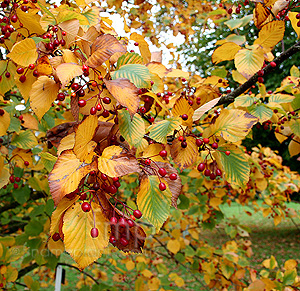 Sorbus alnifolia