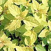 Spiraea japonica - Gold Mound - Spiraea