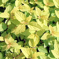 Spiraea japonica - 'Gold Mound' (Spiraea)