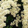 Spiraea nipponica - Snowmound - Bridal wreath, Spiraea