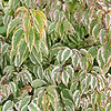 Stachyurus chinensis - Joy Forever - Variegated Stachyrus