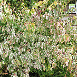 Stachyurus chinensis - 'Joy Forever' (Variegated Stachyrus)