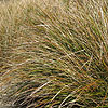 Stipa arundinacea - Stipa