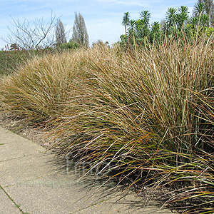 Stipa arundinacea (Stipa)