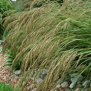 Stipa calamagrostis (Feather Grass, Stipa)