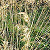 Stipa gigantea - Spanish Oat grass, Stipa