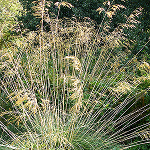 Stipa gigantea (Spanish Oat Grass, Stipa)