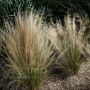 Stipa tenuissima (Wavy Hair Grass, Stipa)