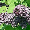 Syringa vulgaris - Mrs Edward Harding - Lilac