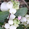 Symphoricarpus albus - Snowberry