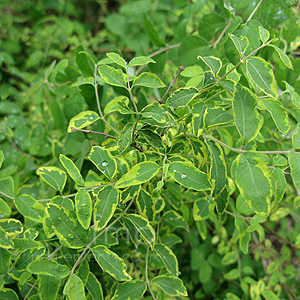 Symphoricarpus orbiculatus - 'Follis Variegatus'