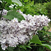 Syringa - Cora Brant - Lilac